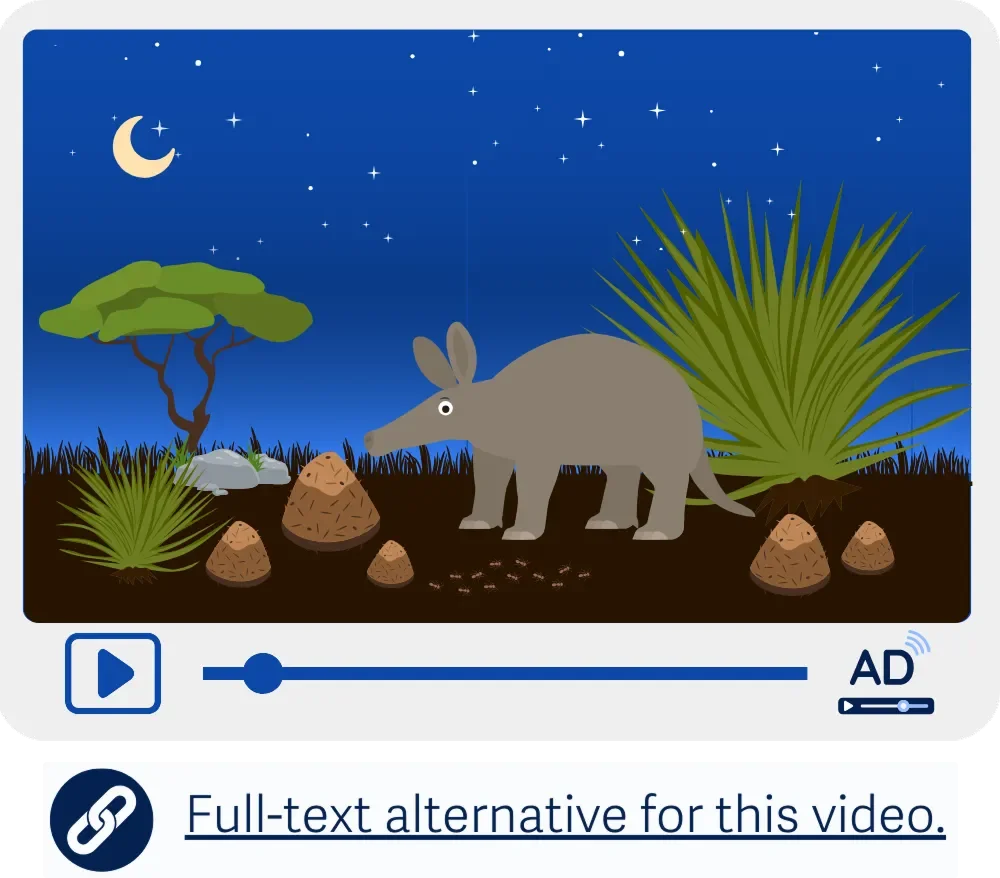 Video player yang menampilkan aardvark