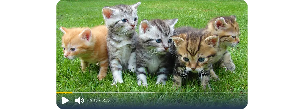 Video player dengan gambar 5 anak kucing
